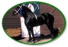 Classic Carriage horses